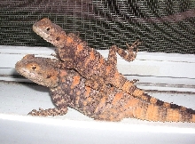 Jingles and Jangles growing up