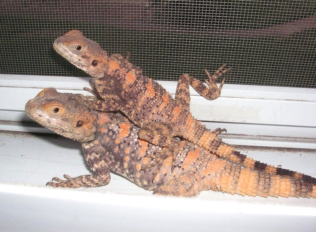 Jingles and Jangles growing up