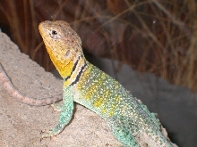Young male Aquaflame C. collaris