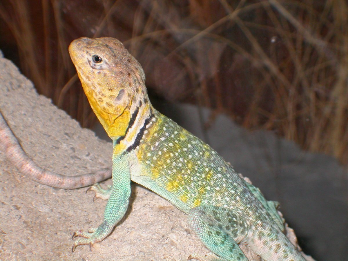 Young male Aquaflame C. collaris