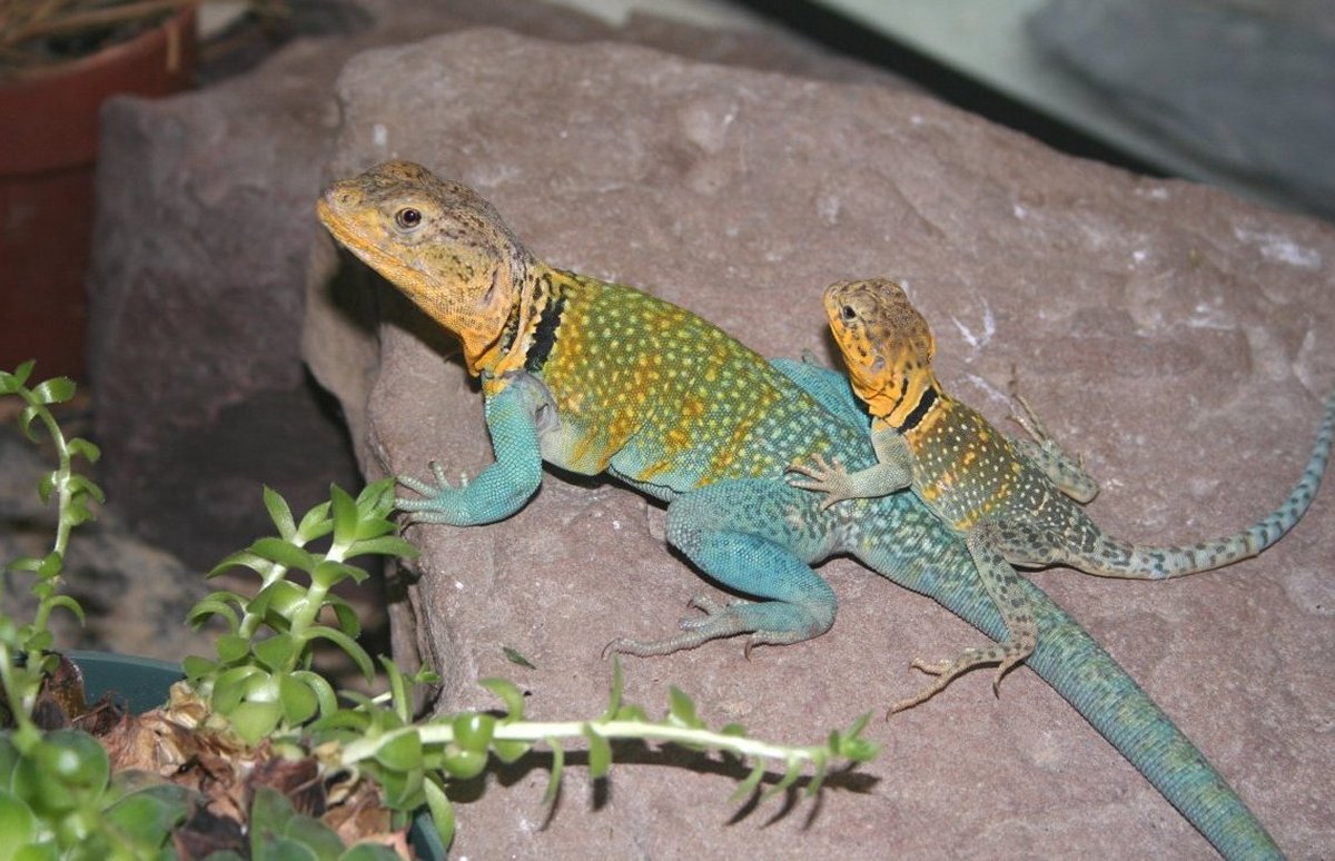 KONG and Yazhi posing again