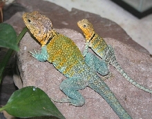 KONG and Yazhi