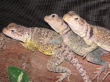 Kachina,  Kickapoo,  and Ponca