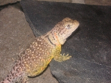 Kachina  showing some orange