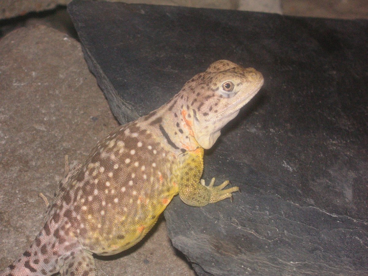 Kachina  showing some orange