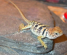 Baby Kashaya female