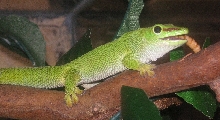 Kayean, like the pepper :0)  emmmm worms