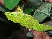 Kayean female giant day gecko