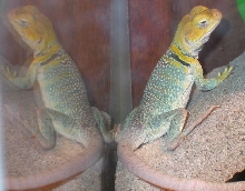 Twice as pretty !