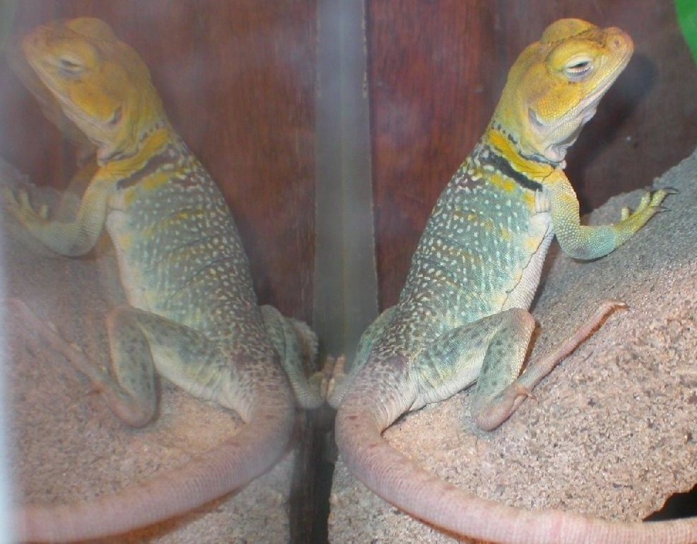 Twice as pretty !