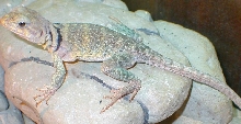 Kickapoo new female C. collaris