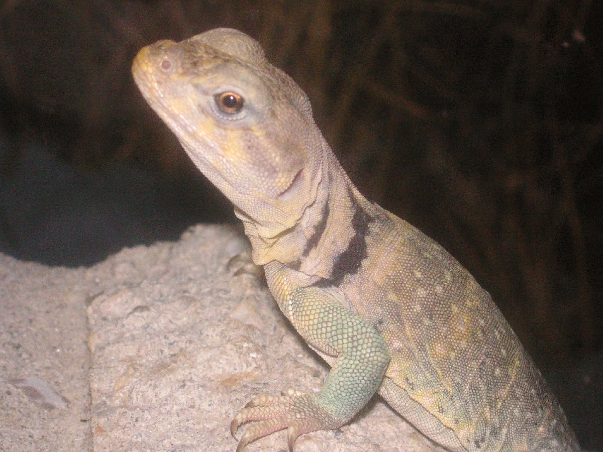 Kickapoos perrty face