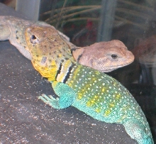 Kiowa and Kickapoo
