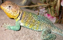 Kiowas close up pretty little guy
