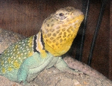 Kiowa's tough dude look  :0)