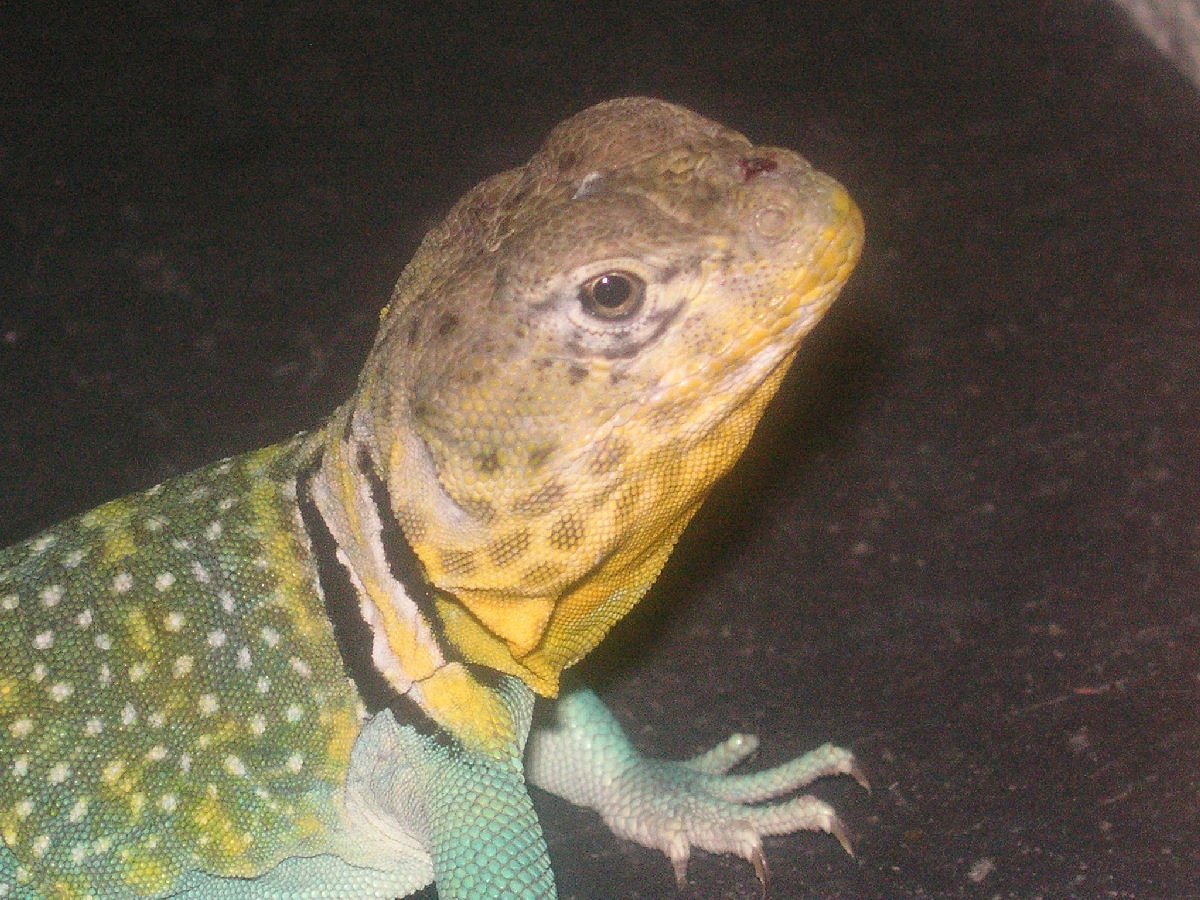 Kiowa with a nose nip