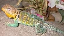 Kiowa the new lil fellow :0)