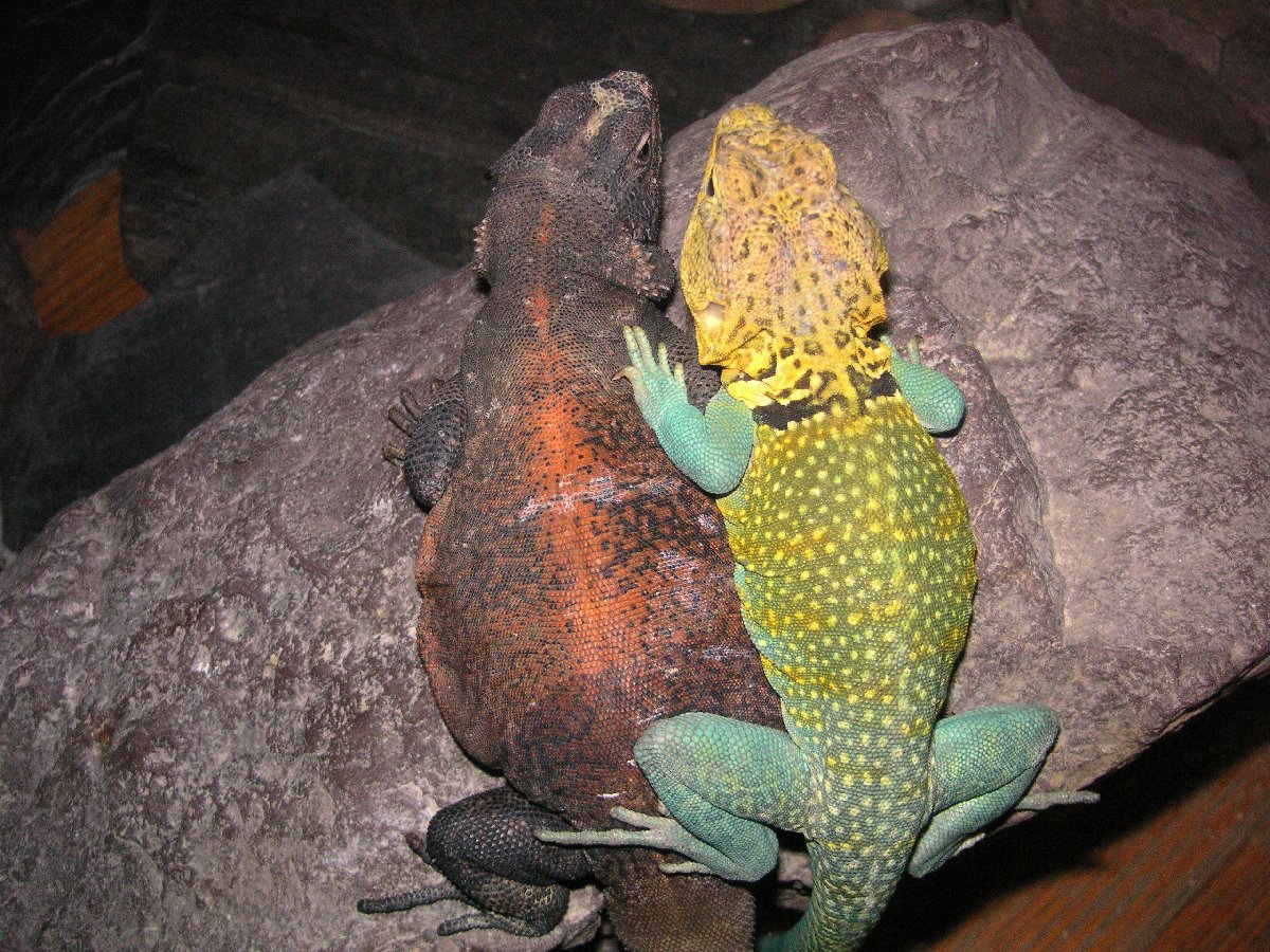 KONG large collared with 3 year old Chuck, Grebster