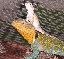 KONG and his son Kongster * MY DADDY