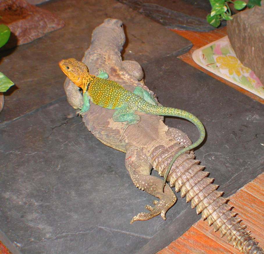 Kong hitching a ride with Cleo