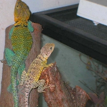 Jumbo KONG and mate Kachina