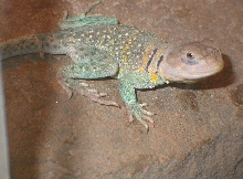 Lakoda  Male Texas flame
