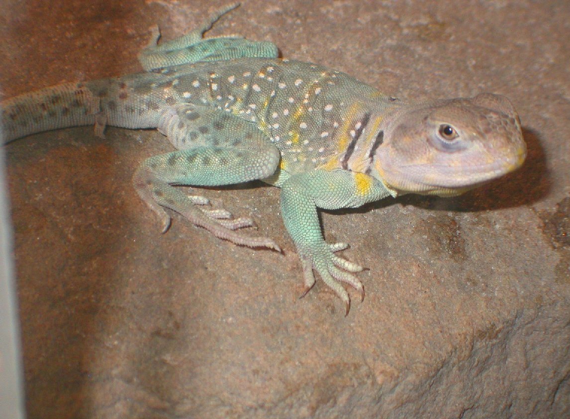 Lakoda  Male Texas flame