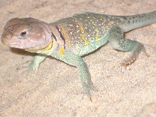 Lakoda, male texas flame