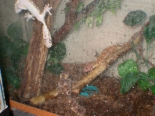Uroplatus Henkeli at night
