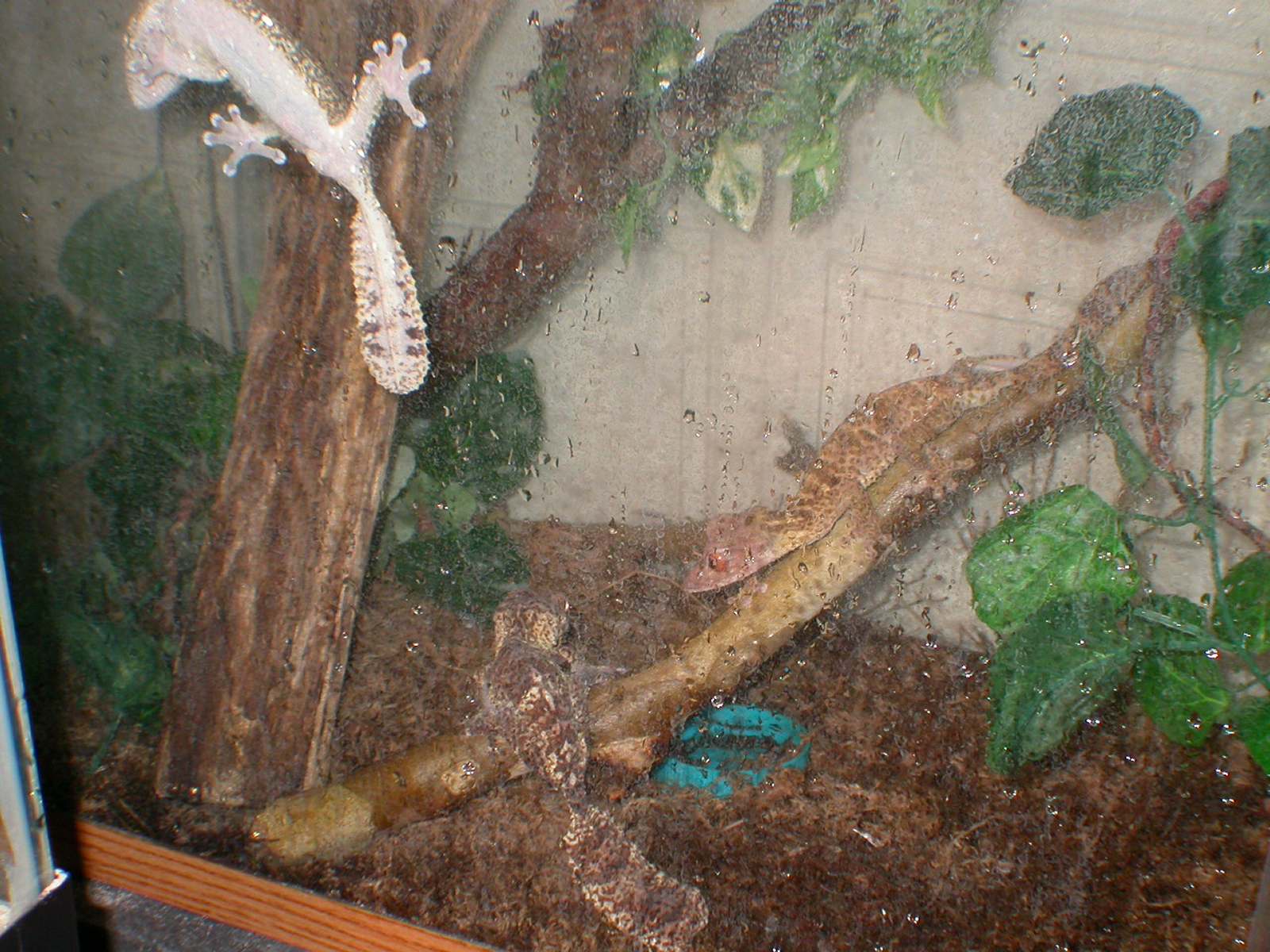 Uroplatus Henkeli at night