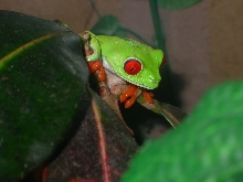 Lilly  hunting for crickets