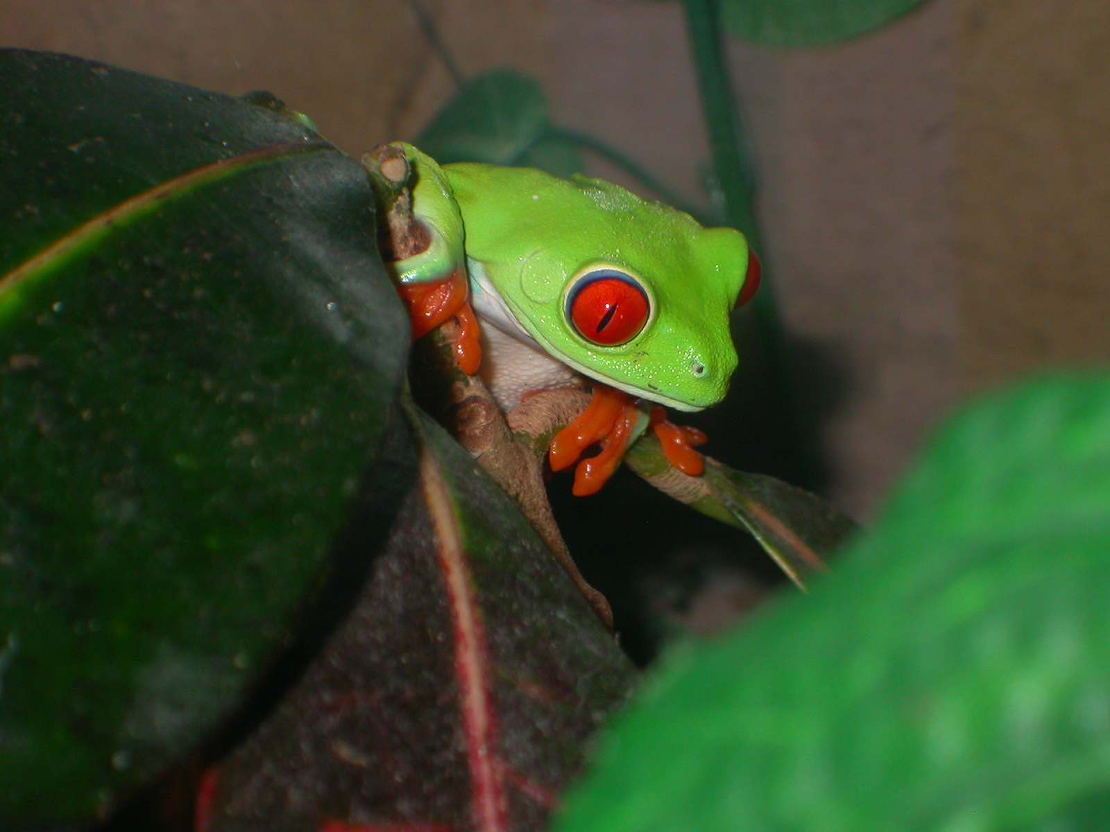 Lilly  hunting for crickets