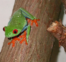 The Beautiful Lilly *** Redeye treefrog