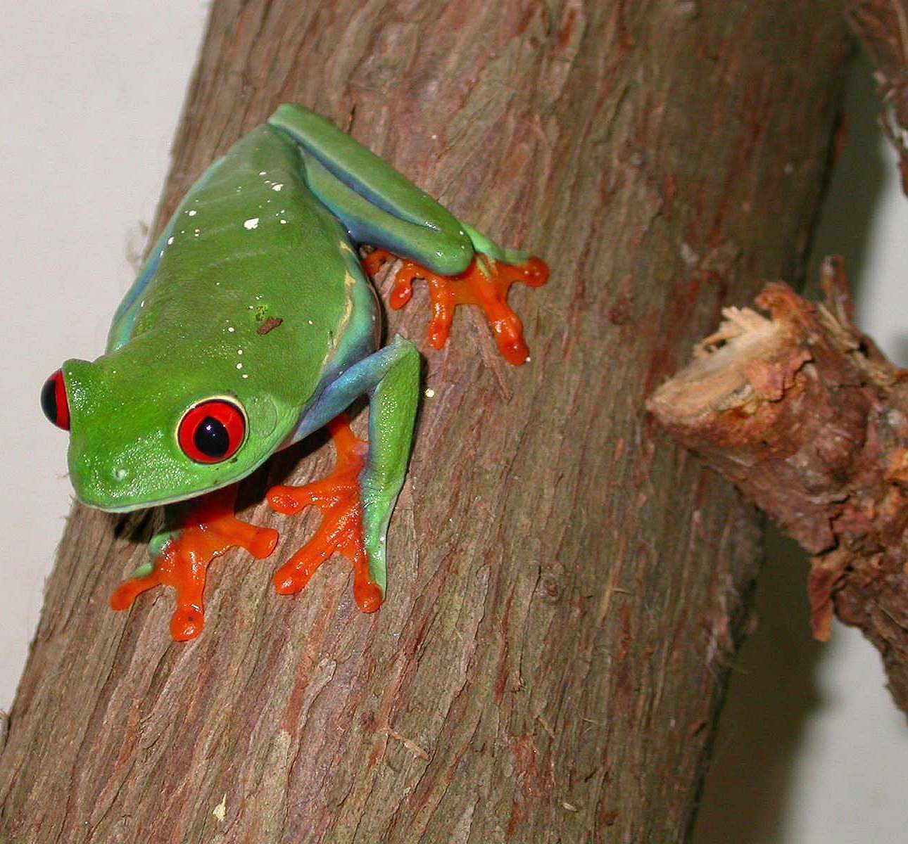 The Beautiful Lilly *** Redeye treefrog