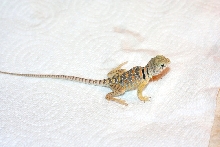 Aquaflame baby female