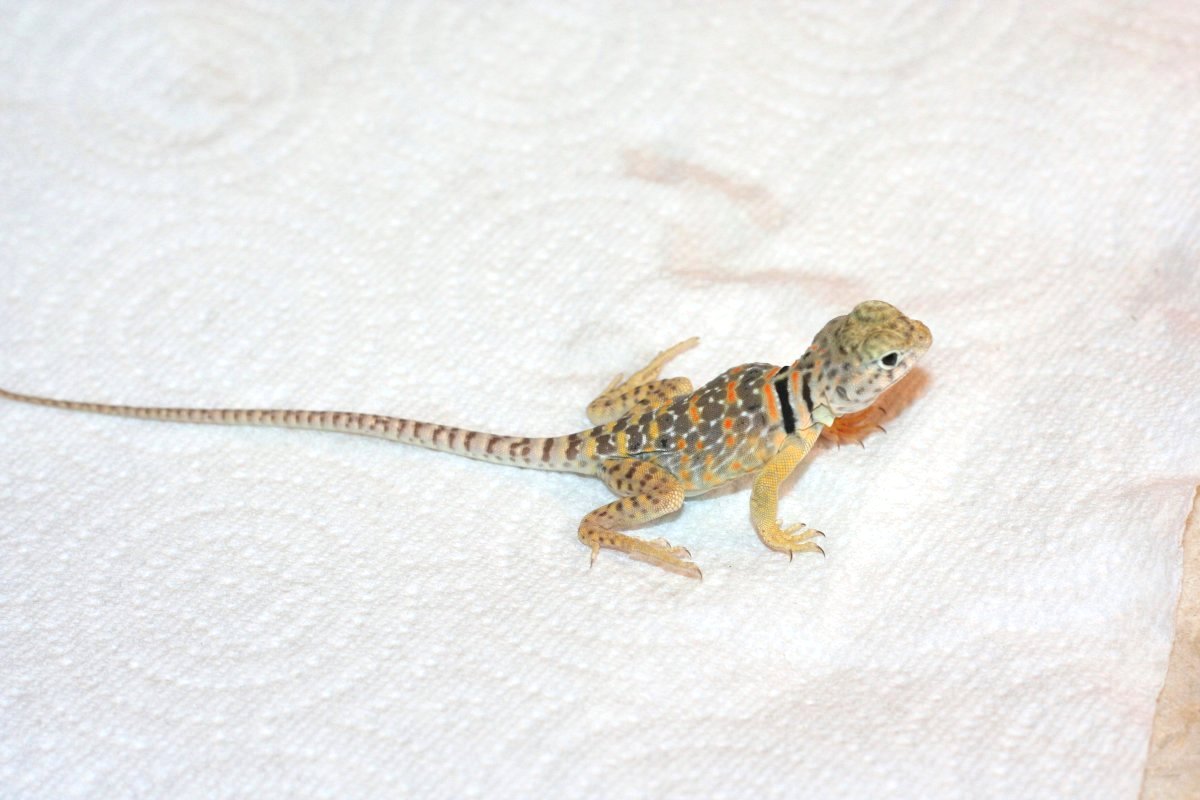 Aquaflame baby female