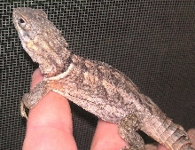 Madagascar collared iguanid  male Zuka
