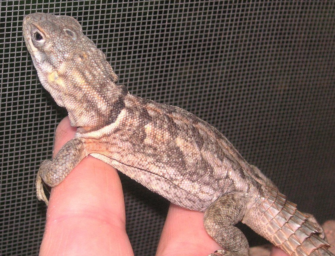 Madagascar collared iguanid  male Zuka