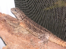 Madagascar collared iguanid male Jumba