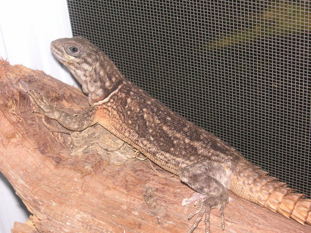 Madagascar collared iguanid male Jumba