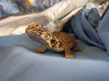Mark's Happy little guy