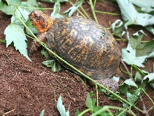 Mango female