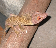Morticai  Male uroplatus henkeli