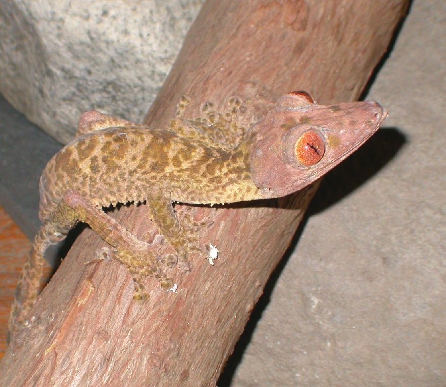 Morticai  Male uroplatus henkeli