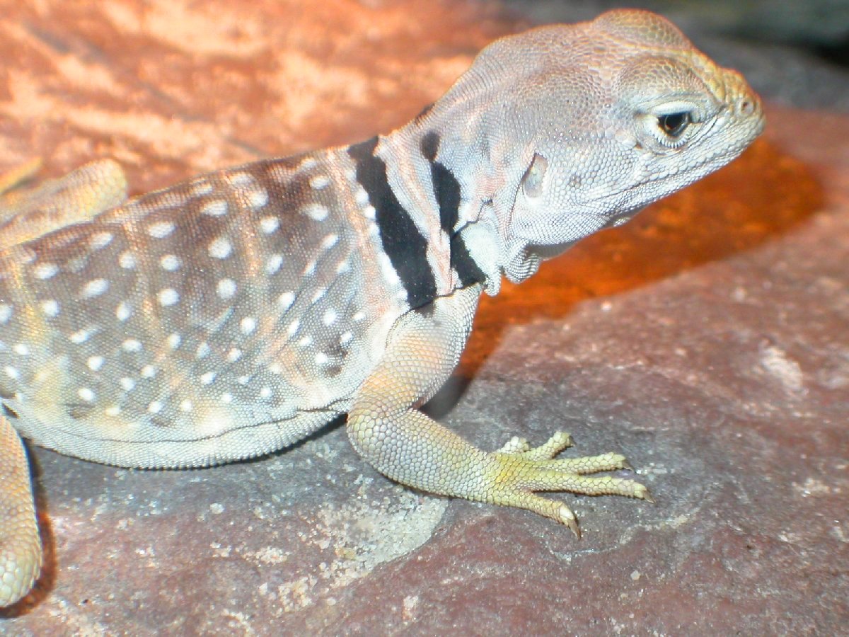 Navajo  young  Male C. nebrius