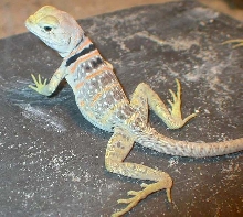 Navajo,  a few months old male C. Nebrius