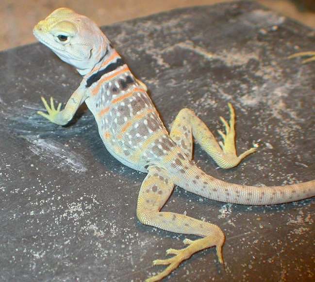 Navajo,  a few months old male C. Nebrius