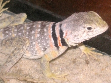 Navajo, a fatty lil C. nebrius male