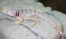 Navajo 's mate DE-TAILED him