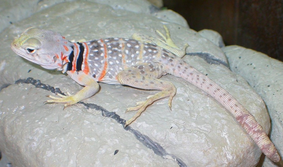 Navajo 's mate DE-TAILED him